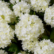 Ramo de Hortensias bola de nieve blanco tacto real 36 uds
