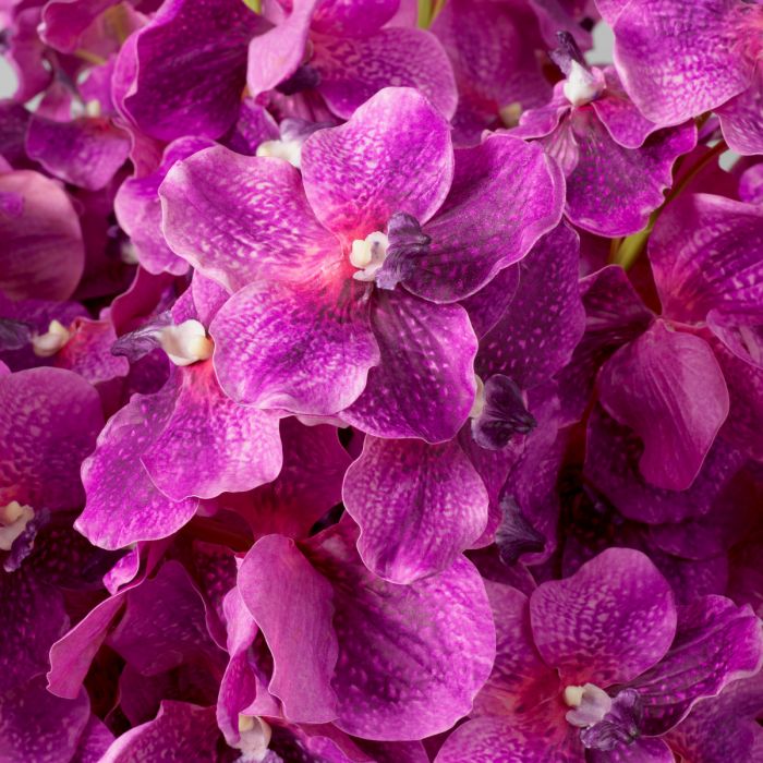 Ramo de Orquídeas Vanda fucsia tacto real 24 piezas