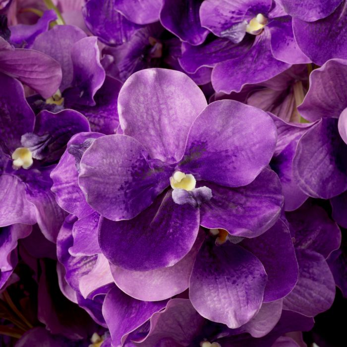 Ramo de Orquídeas Vanda moradas tacto real 24 piezas