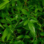 Manojo de hojas tiernas 36 uds