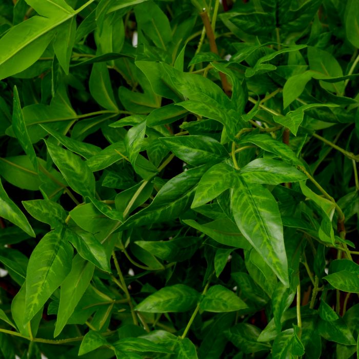 Manojo de hojas tiernas 36 uds