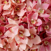Bouquet of Cymbidium Orchids pink and peach tones real touch 36 pcs/2varieties