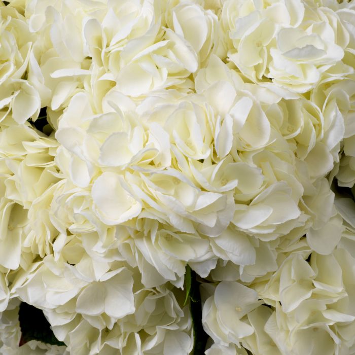 Ramo de Hortensias tonos blancos tacto real 48 uds/2 variedades