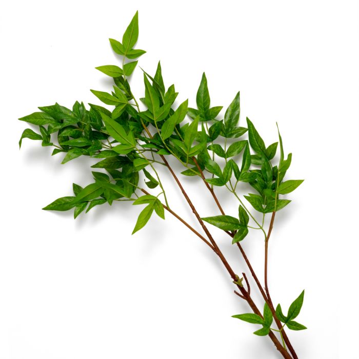 Manojo de hojas tiernas 36 uds