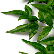 Manojo de hojas tiernas 36 uds