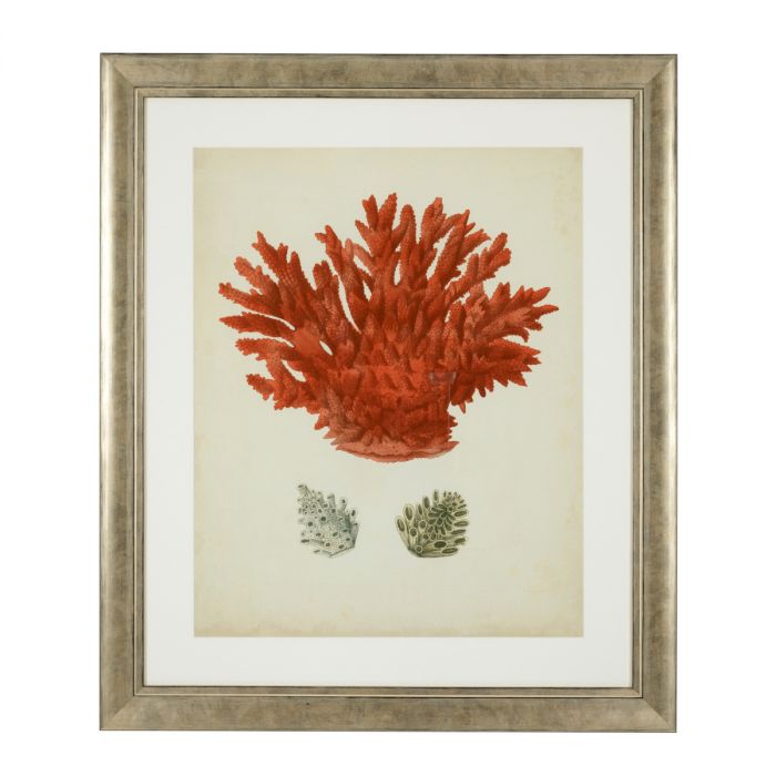 Print Antique Red Corals set of 6