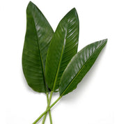 Manojo de hojas de Strelitzia 36 piezas