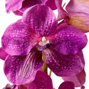 Ramo de Orquídeas Vanda fucsia tacto real 24 piezas