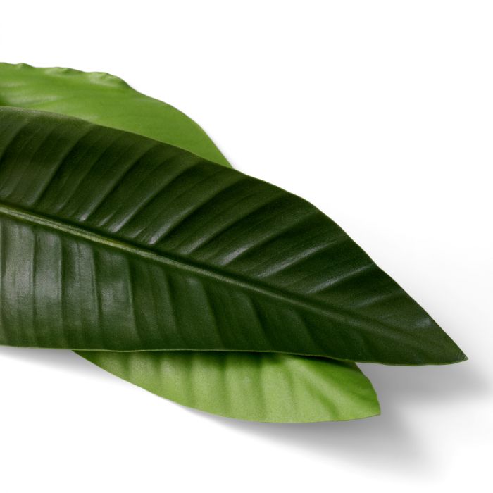 Manojo de hojas de Strelitzia 36 piezas