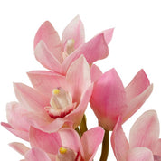 Bouquet of Cymbidium Orchids pink and peach tones real touch 36 pcs/2varieties