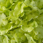 Ramo de Hortensias bola de nieve verde tacto real 36 piezas