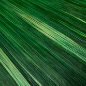 Caja Harvard paja marquetería verde