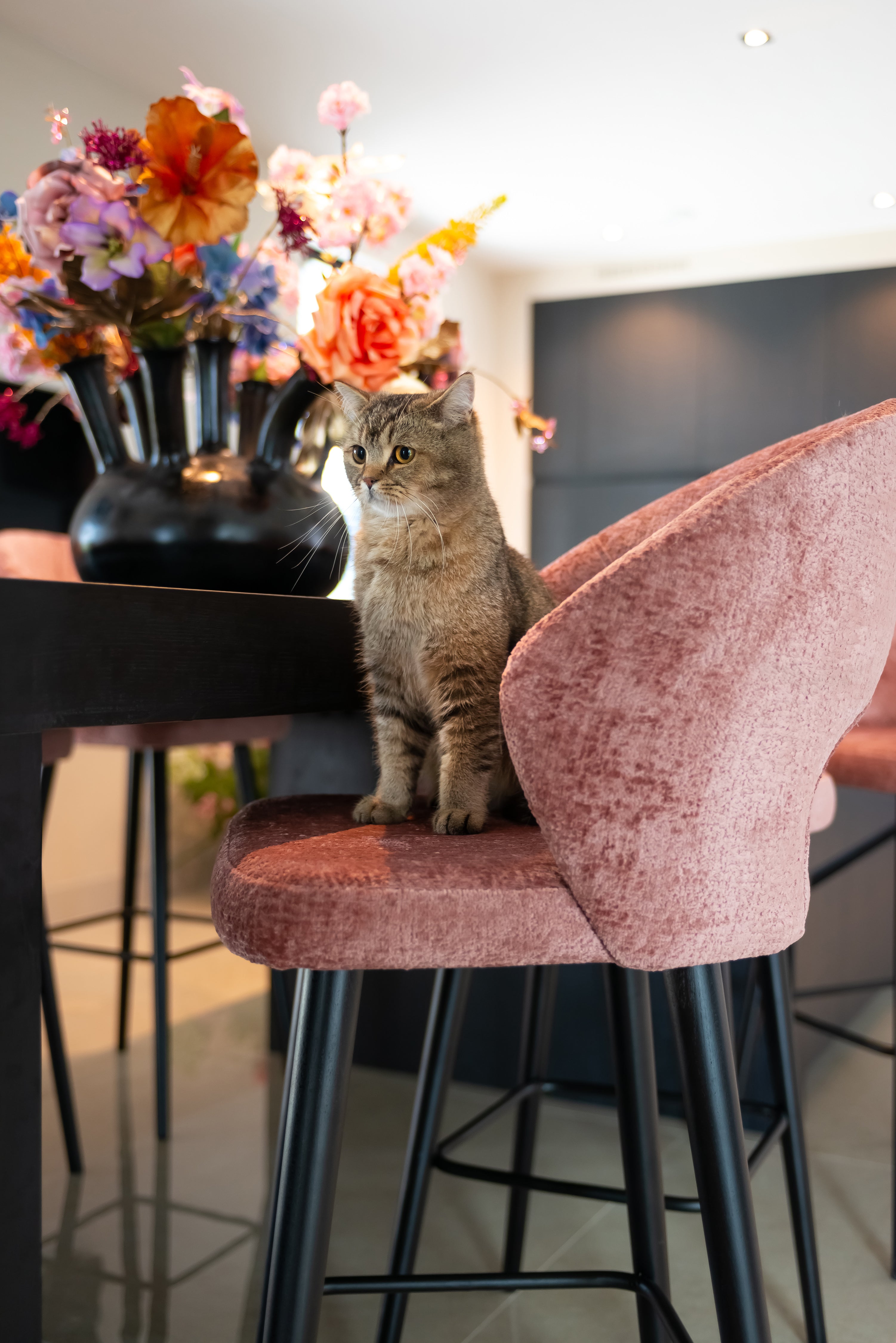 Lujo Luxery Living -  pets and interior