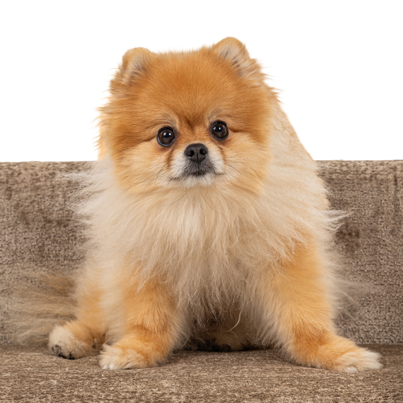 Pet bed Bingo taupe chenille